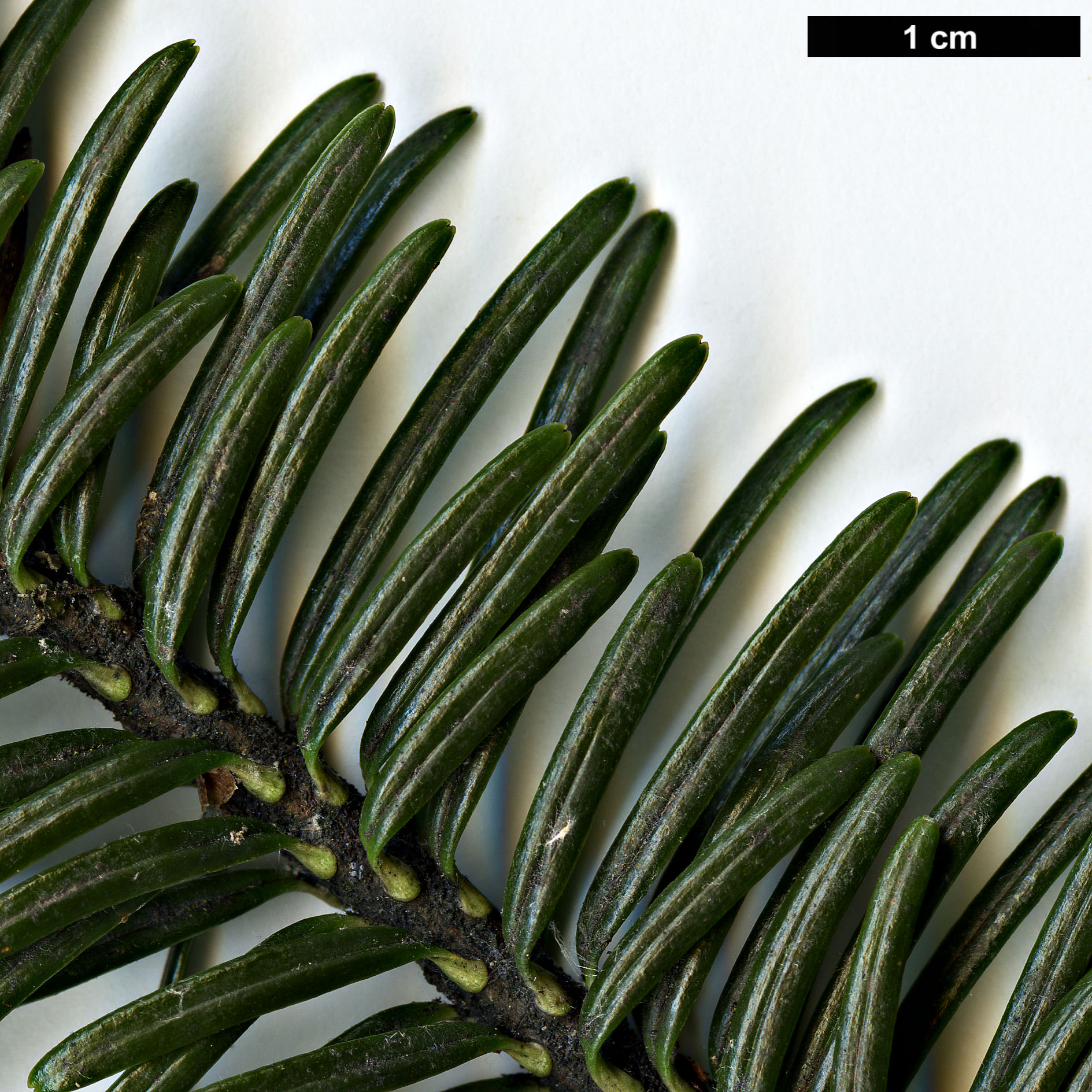 High resolution image: Family: Pinaceae - Genus: Abies - Taxon: forrestii - SpeciesSub: var. ferreana